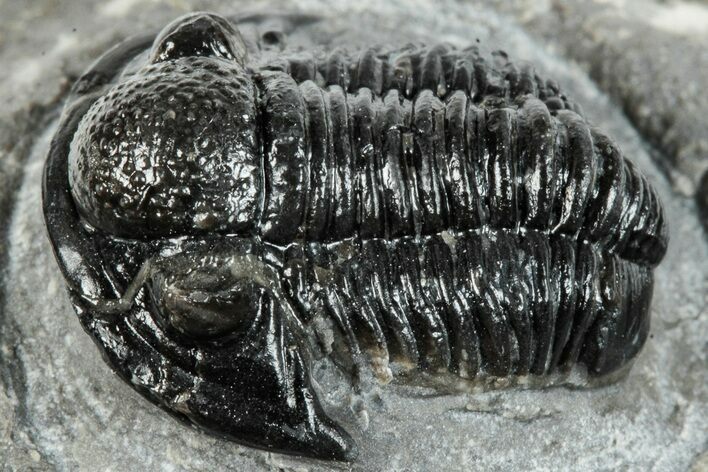Curled Gerastos Trilobite Fossil - Morocco #277644